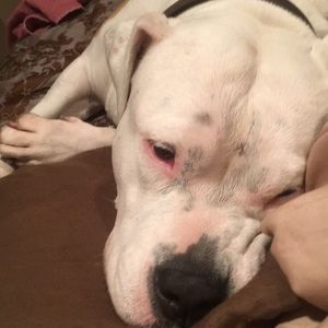 Meet your Posher, Shelley